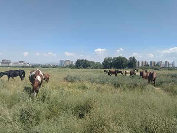 Jiuyuan grassland in Baotou