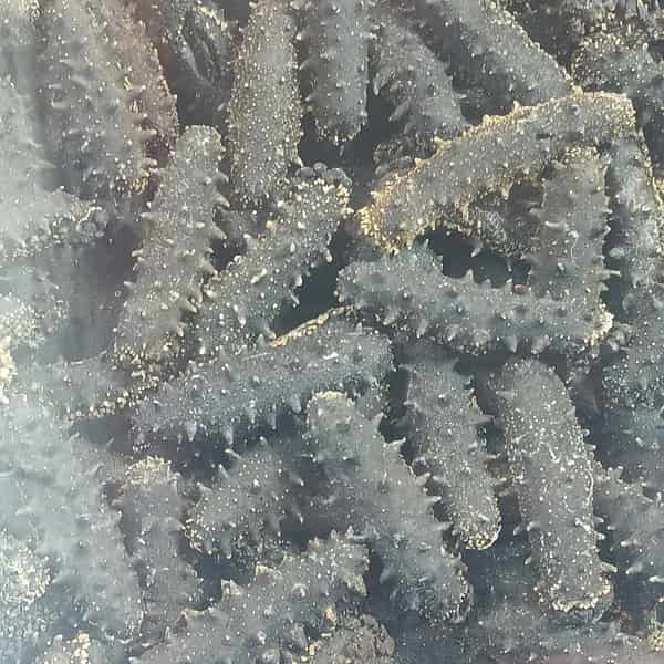 Dalian sea-cucumber food record in Dalian
