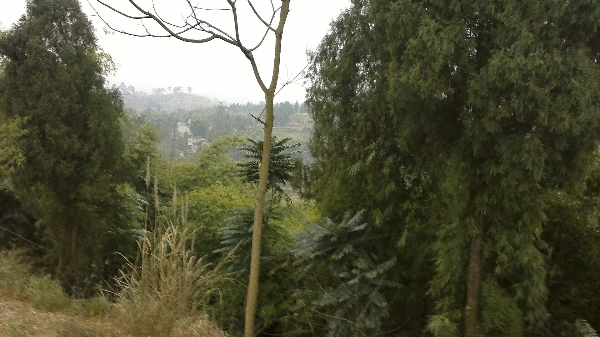 Vegetated rural hillside in Wusheng County