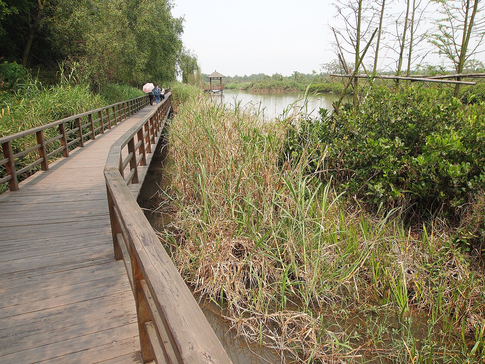 Wooden boardwalk through vegetation at Nansha Wetland