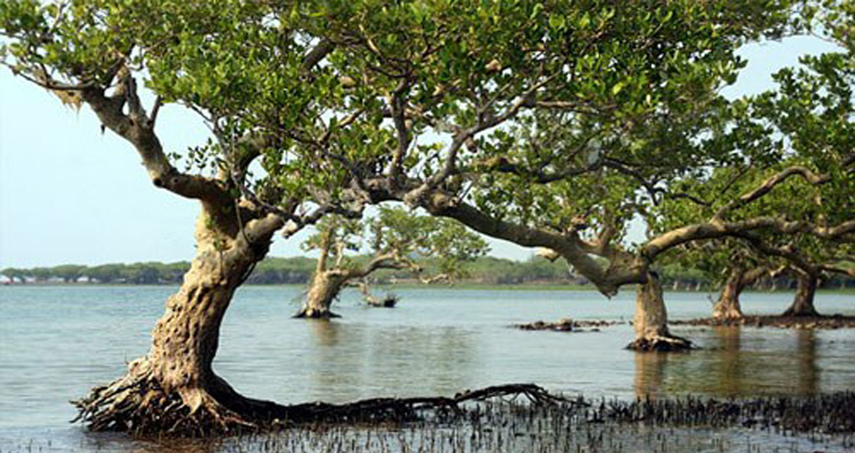 Mangrove canopy and tidal water at Dongzhai Harbour
