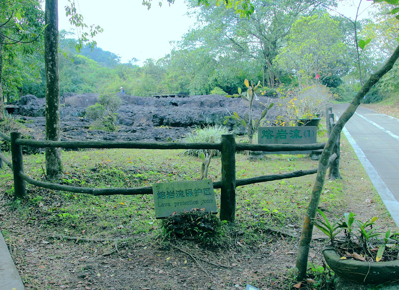 Basaltic lava exposed beside a marked conservation path in Haikou