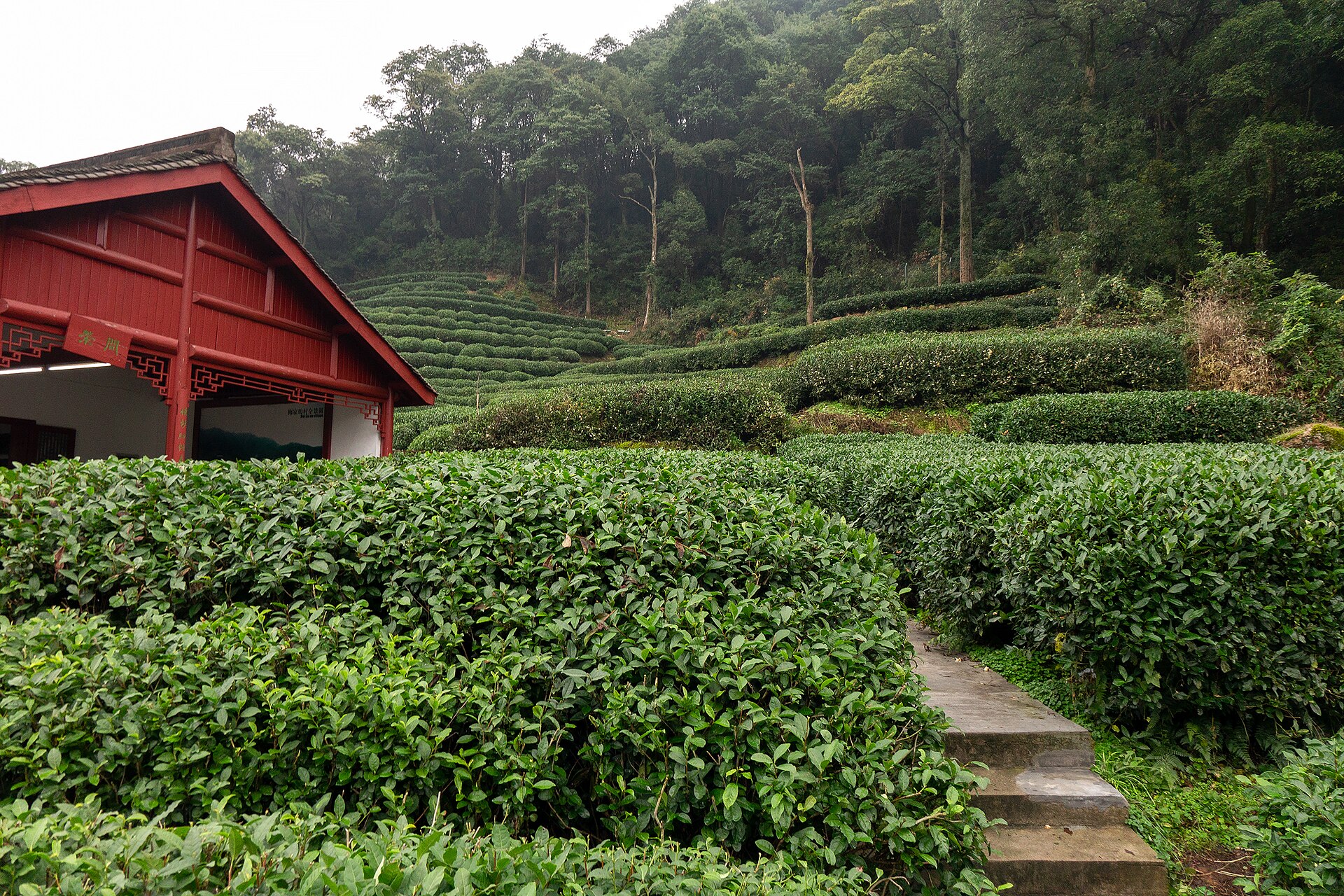 Green Longjing tea terraces on a hillside at Meijiawu
