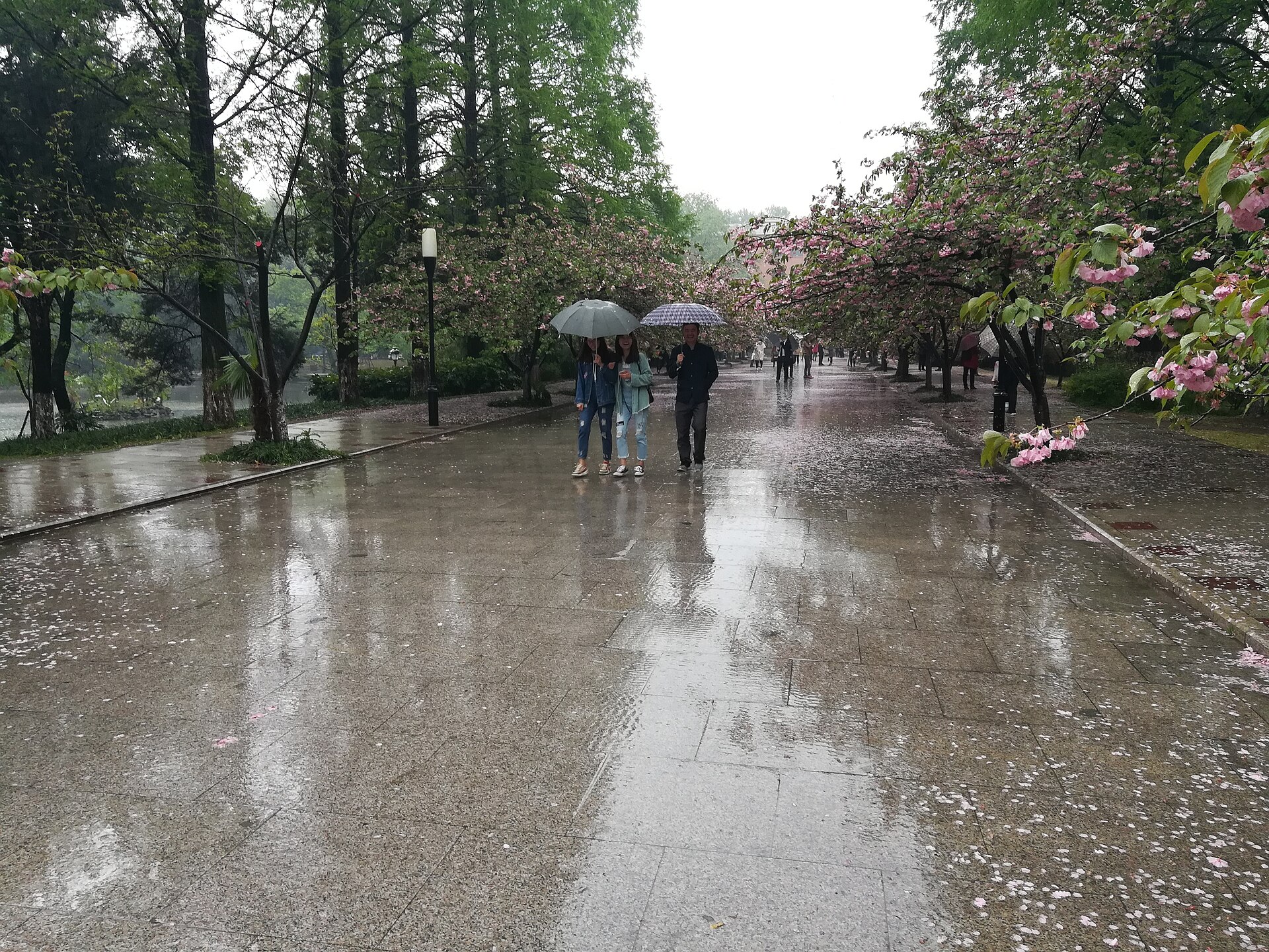 People walking under umbrellas among spring blossoms at USTC in 2018