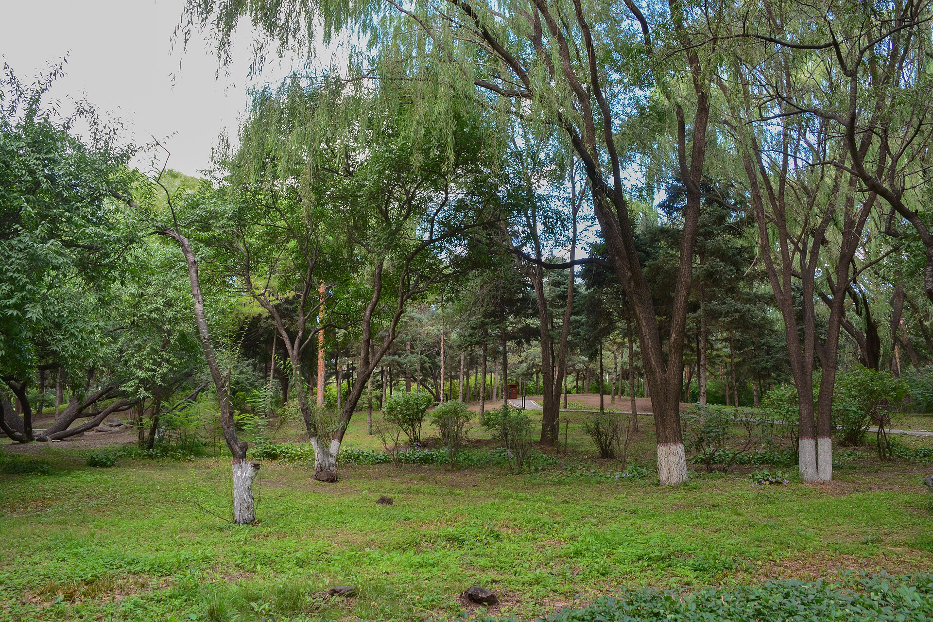 Mature trees, willow branches, grass and paths in Wulanfu Park in 2024