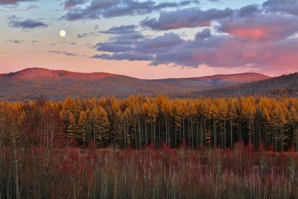 Greater Khingan forest in Hulunbuir