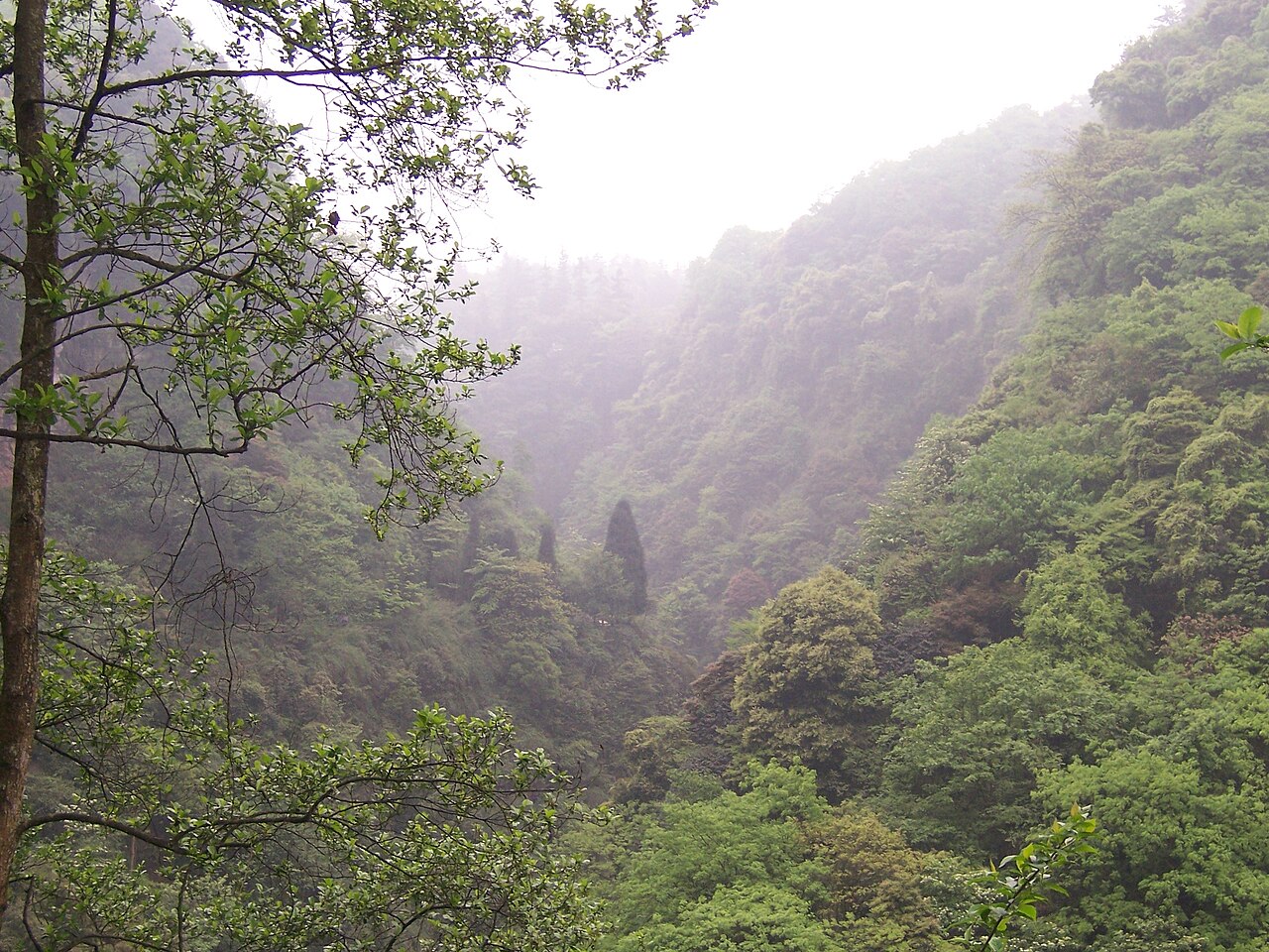 Dense misty forest in a steep Mount Emei valley
