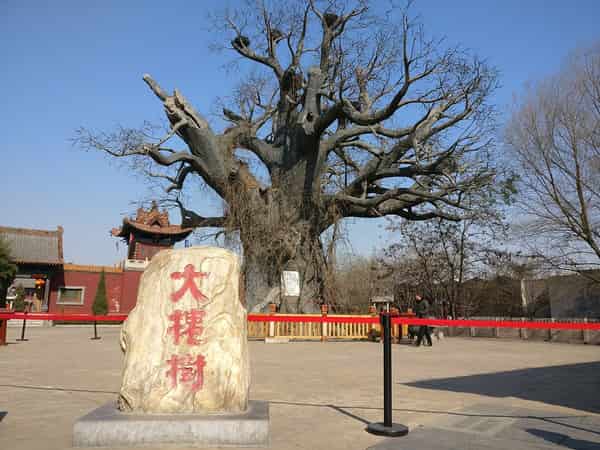 Hongdong Great Pagoda Tree in Linfen