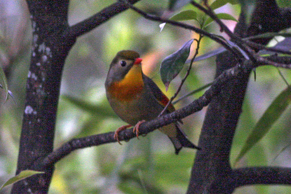 Red-billed leiothrix in forest at Wawu Mountain