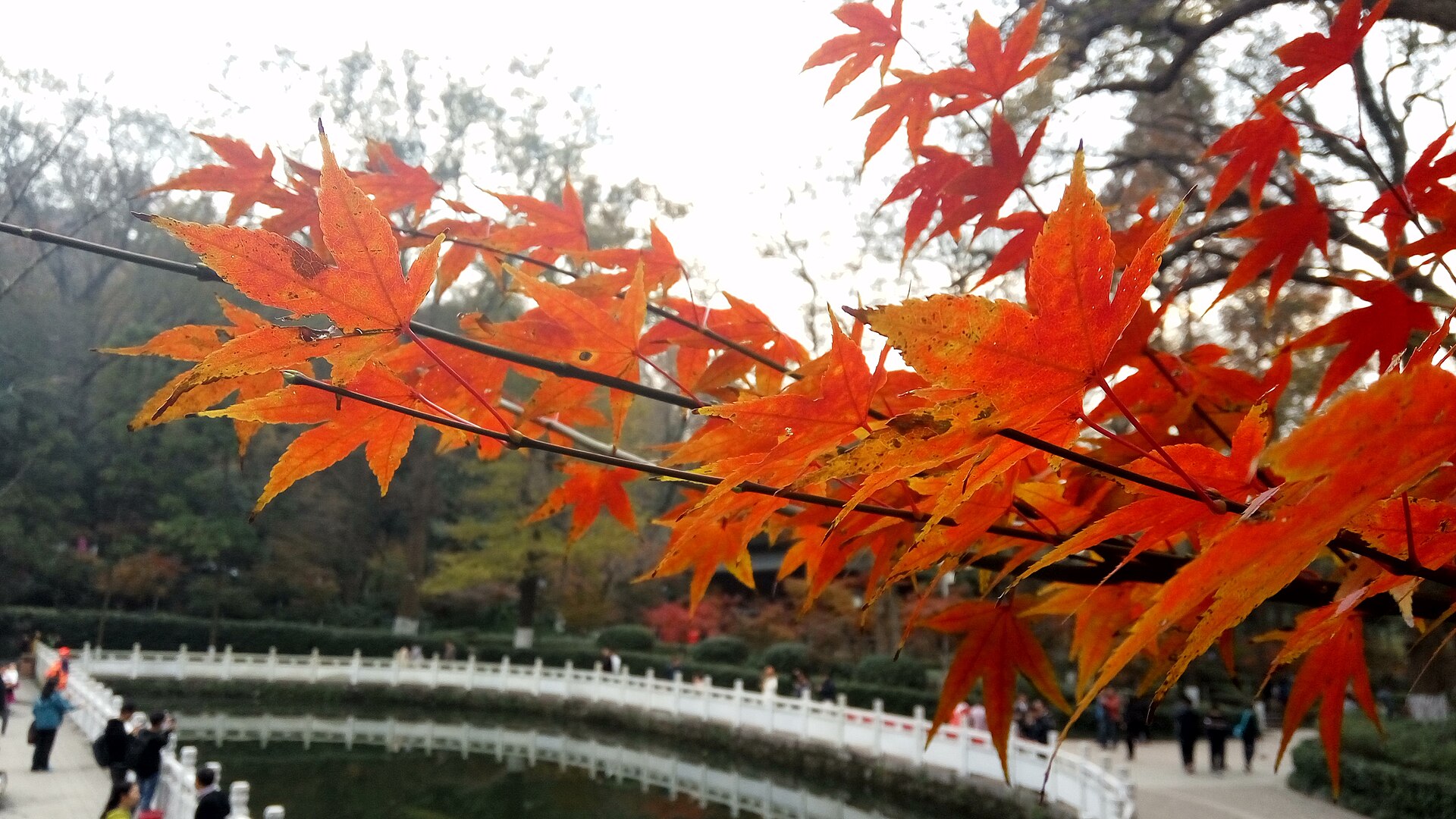 Close view of red autumn leaves at Qixia Mountain