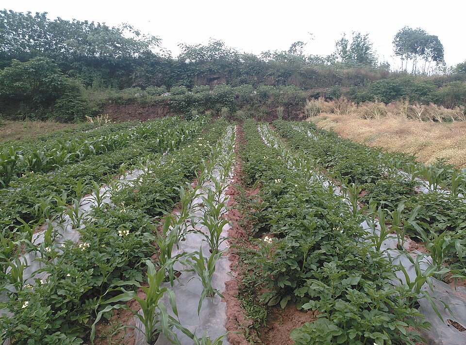 Intercropped potato and maize fields in Zizhong