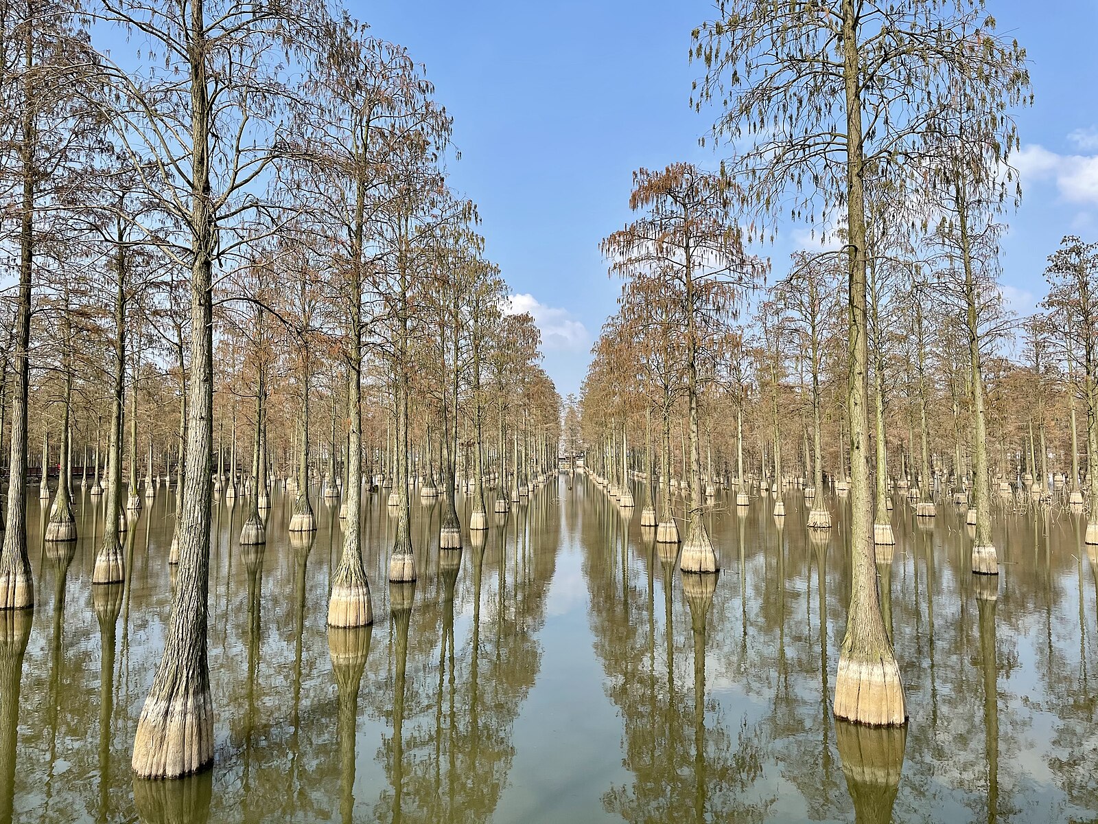 Flooded tree rows in Zhangdu Lake wetland