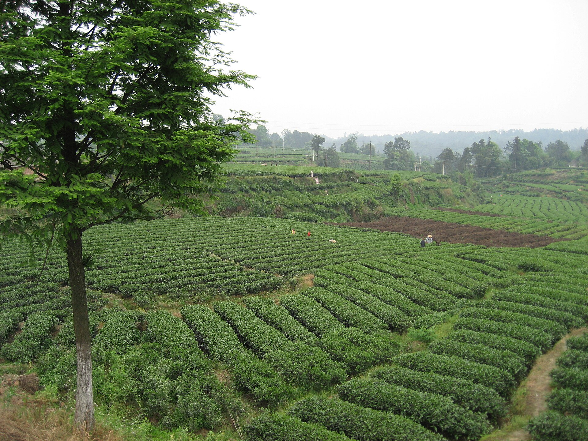 Rows of tea and field workers across rolling Mingshan terrain