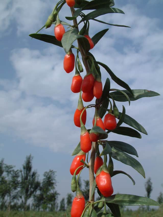 Ningxia wolfberries in the Yinchuan city profile
